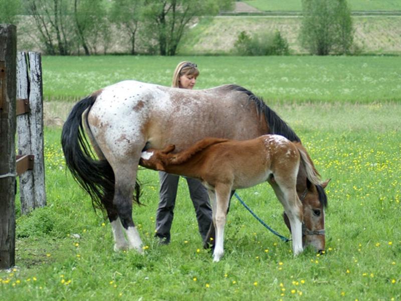 Cavallo e puledro in un prato con una persona vicina, giornata serena.